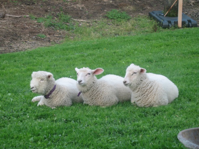 Three lambs