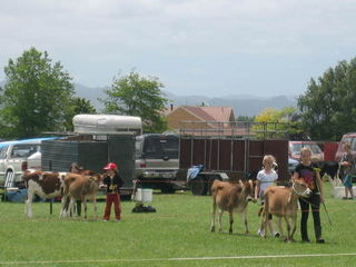 Calf Judging