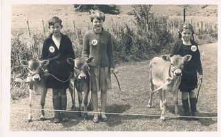 Puriri Calf Club