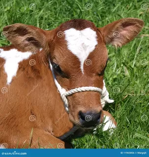 LIGHT BREED CALF - Ayrshire