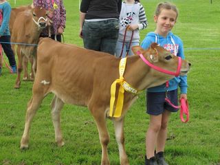 LIGHT BREED CALF