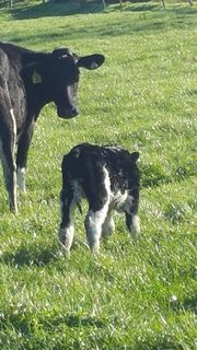 HEAVY CALF